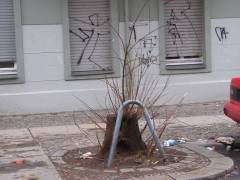 Gefällte Bäume im Kiez - 19.01.2009