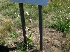 Blumen an der Gedenktafel für einen zu Kriegsende ermordeten 17jährigen Deserteur / Juli 2015