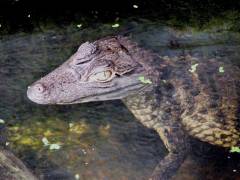 Heranwachsendes Krokodil in der Krokodilstation Golzow