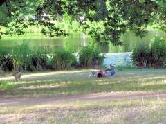 Sommer im Schloßpark Charlottenburg - Entspannung für Mensch und Tier