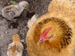 Huhn und Nachwuchs im Ziegenhof
