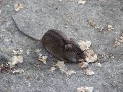 Willi, die Maus