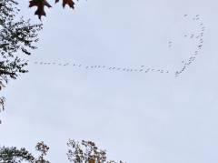 Vogelzug über dem Sausuhlensee