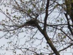 Vogelnester in Bäumen im Horstweg