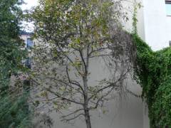 Walnussbaum im Ziegenhof