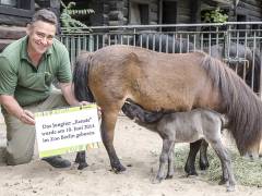 Tierpfleger Mario Barabasz vom Berliner Zoo ist auf diesen Ponynachwuchs besonders stolz. / Foto © Frank Wecker